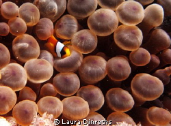 Juvenile anemonefish resting on anemone tentacle by Laura Dinraths 